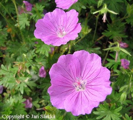Geranium sanguineum 'Shepherd's Warning', verikurjenpolvi